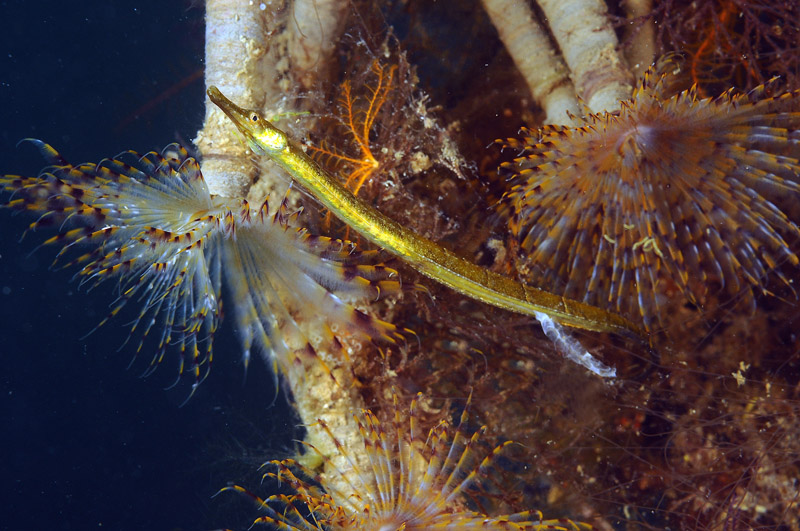 Pesce ago del Mar Piccolo